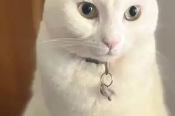 ¡Ayuda a Encontrar a Robin en Turruñuelos!