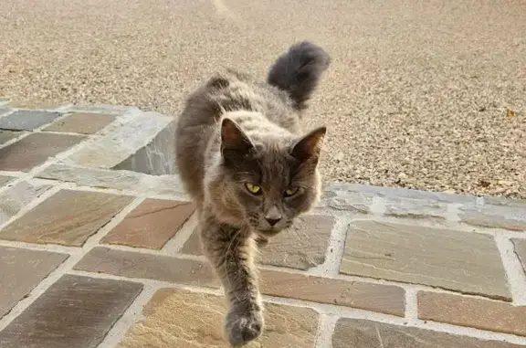 Animaux trouvés , photo: Chat gris angora trouvé Rue Dauphiné