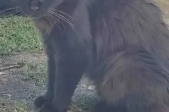 Animaux trouvés Châlette-sur-Loing, photo: Chatte angora trouvée, Rue Lazare Carnot
