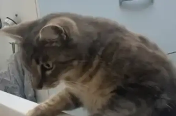 Chat gris tigré perdu à Rolleville - photo