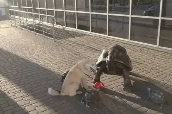 Зникла Біла лайка в Броварах: Допоможіть!