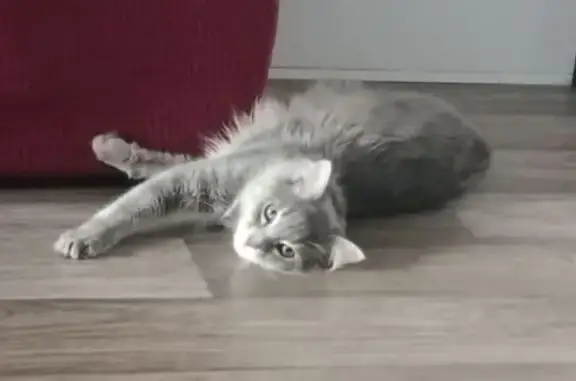 Chat perdue gris yeux verts Levallois - photo