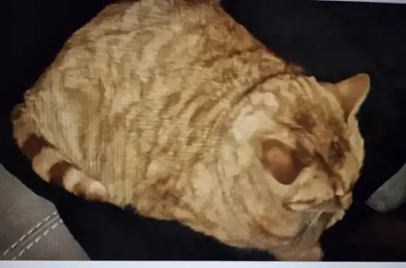 Chat perdu, Bignan, photo: Chatte rousse perdue à Bignan