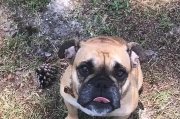 Lost Dog: Brown & Black Coat in St. Andrews