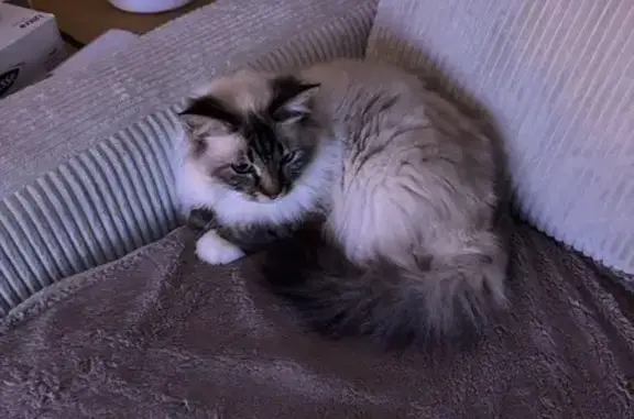 Chat perdu, , photo: Chat perdu à Jourgnac le 05/11, très peureux