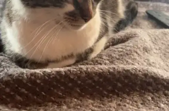 Animaux perdus , photo: Chat tigré perdu à Morcenx-la-Nouvelle