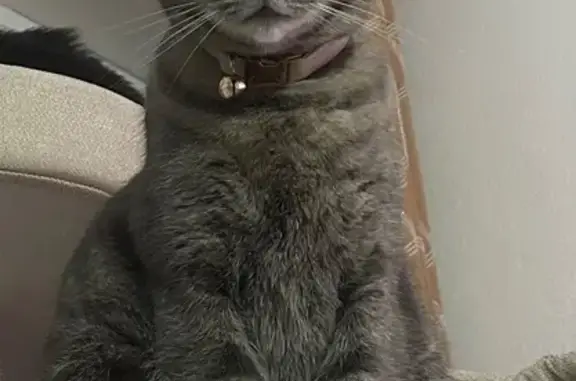 Chat perdu, Langon, photo: Chatte grise perdue, collier rose, Langon