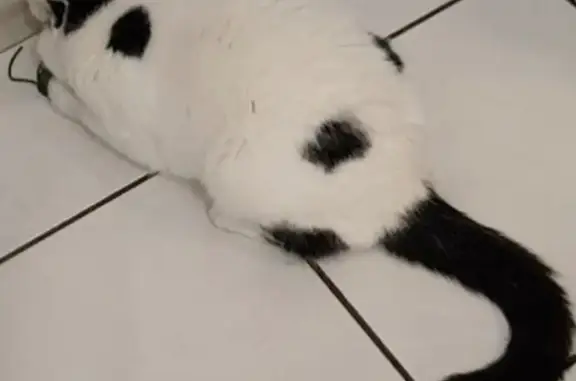 Chat perdu: Blanc/noir, collier, Lille - photo