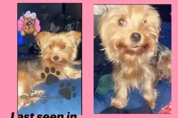 Lost Dog: Small, Friendly, Shy, Scranton