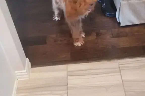 Lost: Service Mini Goldendoodle, Midlothian