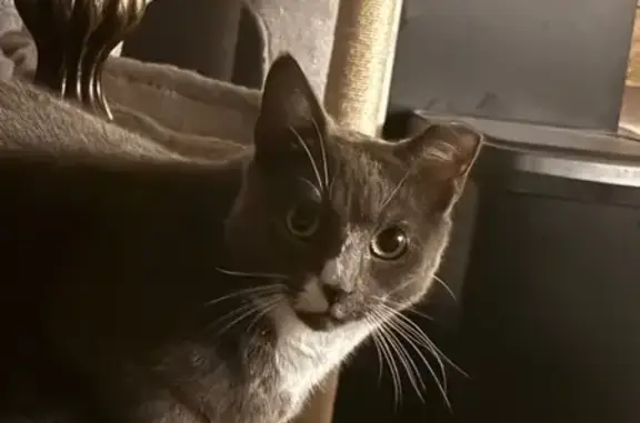 Lost pets Harrisburg, photo: Lost Cat: Grey with White Neck in Harrisburg