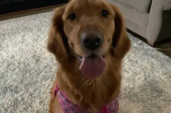 Friendly Lost Golden Retriever in Rose Hill