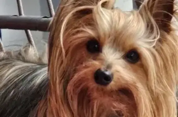 Lost and found pets Mount Pleasant, photo: Lost Dog: Tan & Silver in Mt. Pleasant