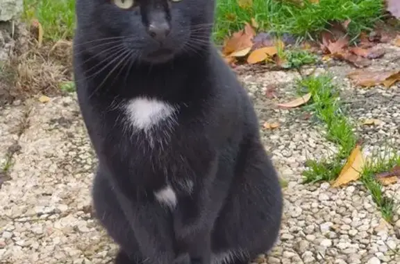 Chat trouvé , photo: Chat mâle noir trouvé à Scrignac