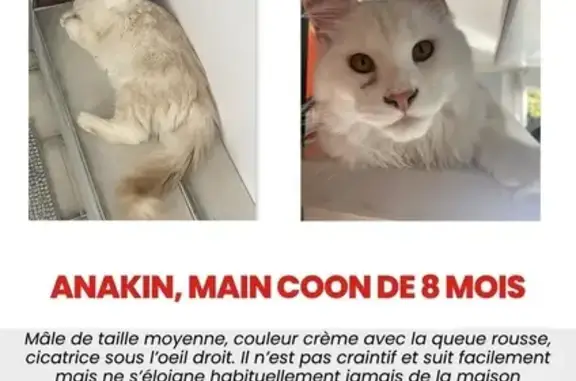 Chat Maine Coon crème perdu à La Roche-sur-Foron - photo