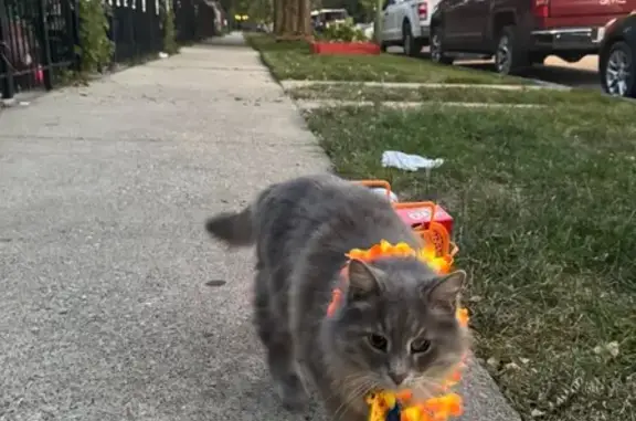 Lost Norwegian Grey Cat on Crystal St