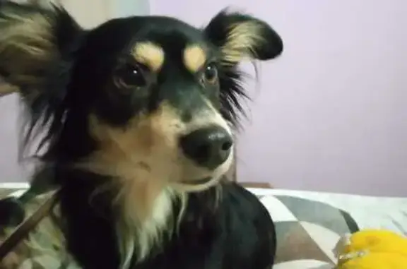 cachorro desaparecida