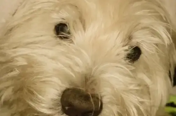 Lost Westie Poo on West 25th St, Indy