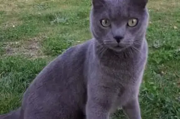 Chat perdu, , photo: Chat gris perdu, yeux verts, Dontreix