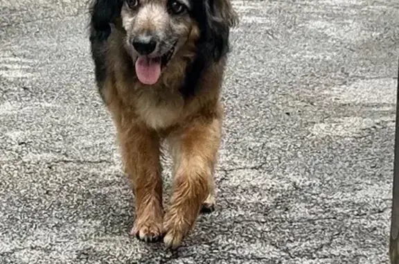 Lost 18-Year-Old Dog: Blind & Deaf