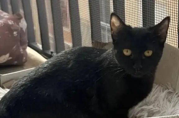 Se busca: Gata cariñosa perdida en Elx