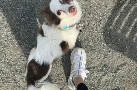 Lost pets Renton, photo: Lost Dog: White with Brown Spots, 9 Yrs