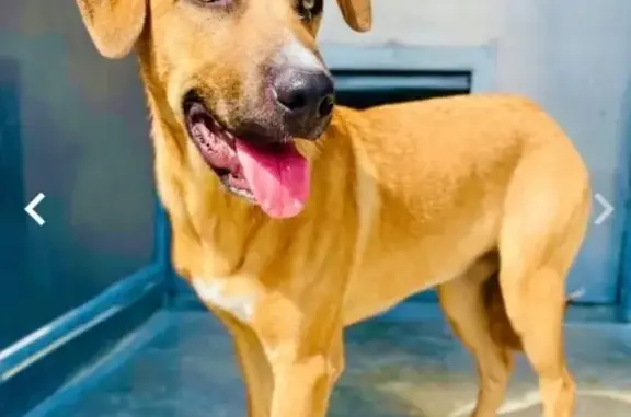 Lost Tan Black Mouth Cur in Mountain View