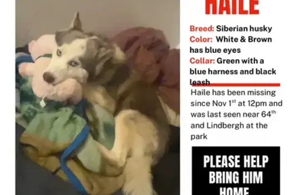 Lost Husky: Haile Missing in Philly