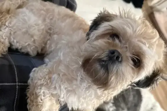 Lost pets Brighton, photo: Lost Dog Near Joann Court, Brighton '72
