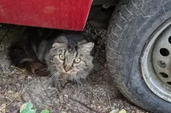 Animaux trouvés , photo: Chat trouvé à Saint-Georges-d'Orques