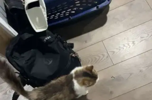 Lost Cat: Fluffy White & Brown in Bay City