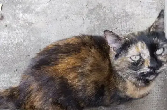 Chatte écaille perdue, route de Bayonne - photo