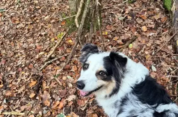 Chien perdu, taille moyenne, Flourens - photo