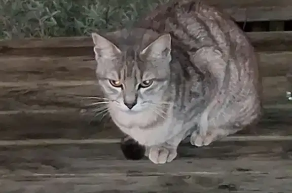 Animaux trouvés Nouvelle-Aquitaine, photo: Chat trouvé peureux parking BB Hôtel