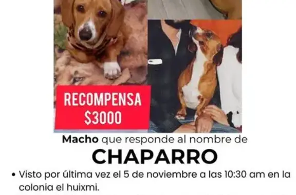 Perro Salchicha Perdido en El Huixmí, Hidalgo