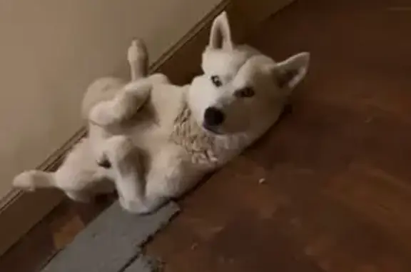 Lost Dog: White with Black Spots, OKC