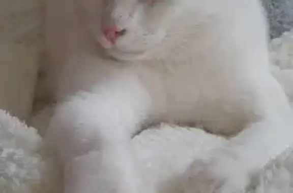 Chat perdu : Néo, gros blanc, queue grise - photo