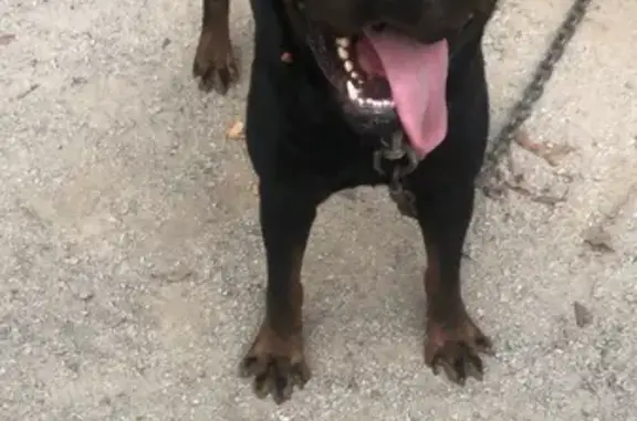 Lost Aggressive Rottweiler in Birmingham