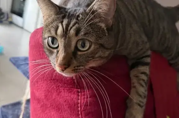 Gros chat peureux perdu à Romans-sur-Isère - photo