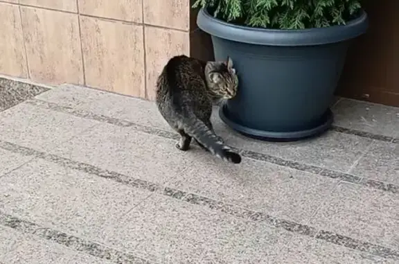 Знайдено кішку Київ, фото: Знайдена лагідна смугаста кішка в Києві