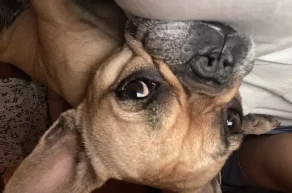 Chien perdu , photo : Chien perdu à Corcoué-sur-Logne