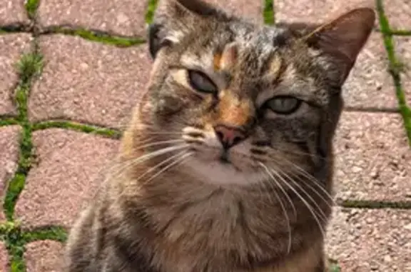 Chat perdue malade, Bouguenais - photo