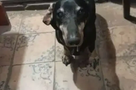 Зникла такса Тім у Барвінковому: допоможіть!