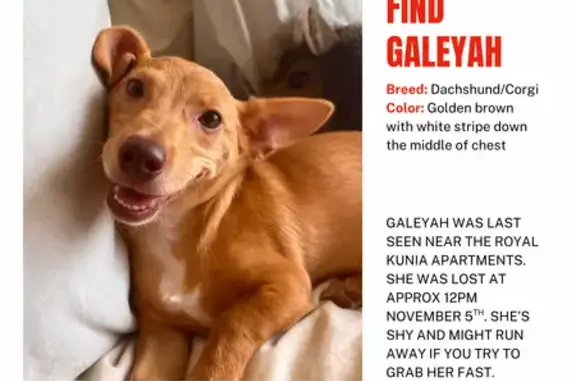 Missing dog Waipahu, photo: Lost Dachshund/Corgi Puppy in Waipahu