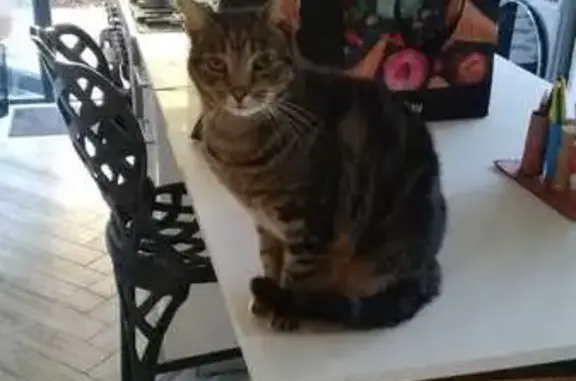 Easygoing Tabby Lost in Cape Town