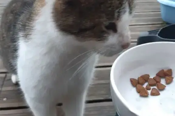 Animaux trouvés , photo: Chat tigré-blanc trouvé à Arçais
