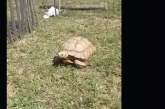 Oiseau perdu, grosse tortue à Baixas - photo