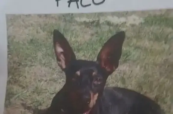 Perro Negro Perdido en Estepona, Andalucía