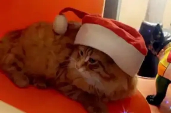 Chat perdu : mâle angora, collier jaune - photo