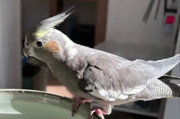 Animaux perdus Sainte-Foy-de-Peyrolières, photo: Callopsitte femelle perdue à Sainte-Foy